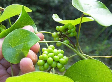 Stephania japonica plant Stephania japonica plant