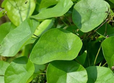 Stephania japonica leaf Stephania japonica leaf