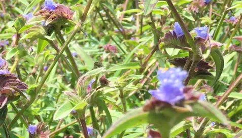 Zašto je prah ekdisterona toliko popularan?