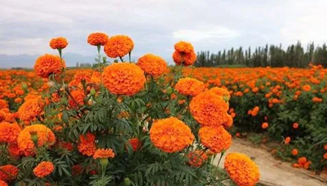 Što su ekstrakti nevena?