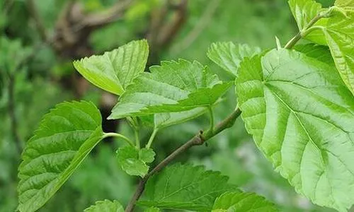 Kako je tržište ekstrakta lista duda?