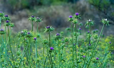 Štiti li silimarin jetru?