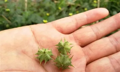 Što je ekstrakt Tribulus Terrestris?